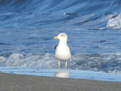 Larus fuscus