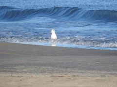 Larus fuscus