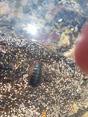 Ischnochiton australis