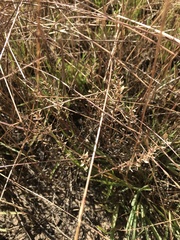 Lepidium ginninderrense