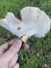 Polyporus decurrens