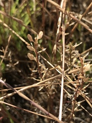 Lepidium ginninderrense