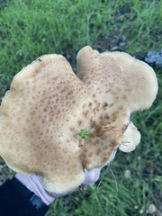 Polyporus decurrens
