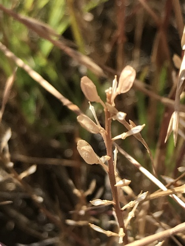 Ginninderra Peppercress (Lepidium ginninderrense)