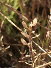 Lepidium ginninderrense