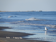 Larus fuscus