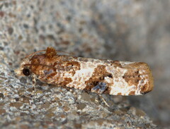 Lobesia scorpiodes