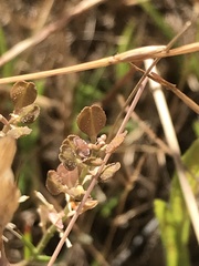 Lepidium ginninderrense