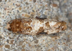 Lobesia scorpiodes