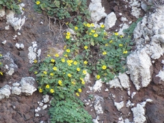 Perityle cordifolia