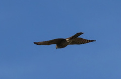 Accipiter striatus