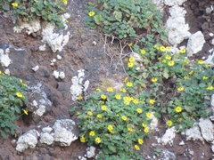 Perityle cordifolia
