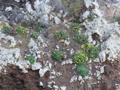 Perityle cordifolia