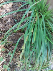 Carex forsteri
