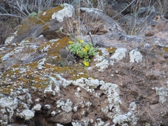 Perityle cordifolia