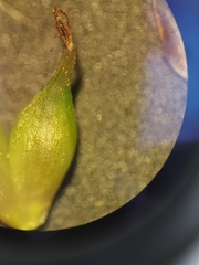 Carex forsteri