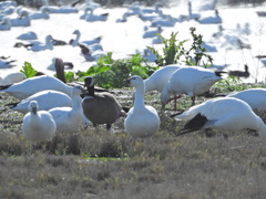 Branta hutchinsii leucopareia