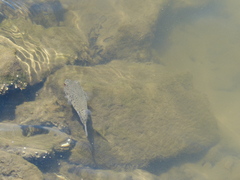 Tetractenos hamiltoni