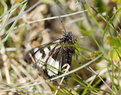 Agaristodes feisthamelii