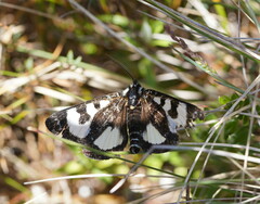 Agaristodes feisthamelii