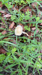 Leratiomyces percevalii