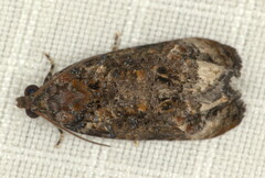 Celypha sistrata