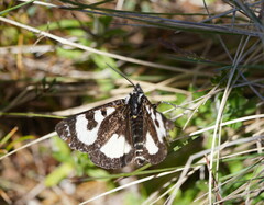 Agaristodes feisthamelii