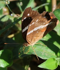 Anartia fatima colima
