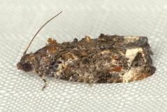 Celypha sistrata