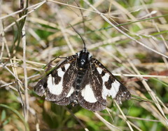 Agaristodes feisthamelii