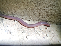 Rhinotyphlops lalandei