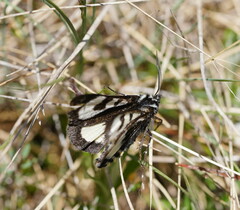 Agaristodes feisthamelii