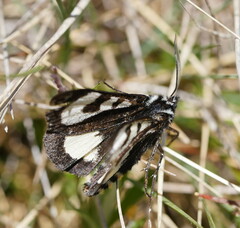 Agaristodes feisthamelii