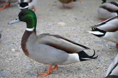 Anas platyrhynchos × acuta