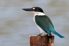 Todiramphus sordidus