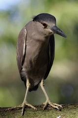Nycticorax nycticorax image