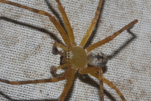 Curicaberis culiacan