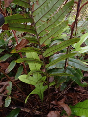 Blechnum procerum