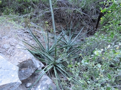 Agave
