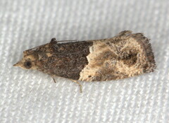 Neaspasia orthacta