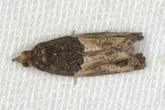 Neaspasia orthacta