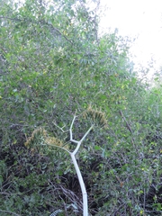 Agave
