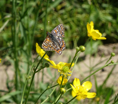 Euphydryas maturna