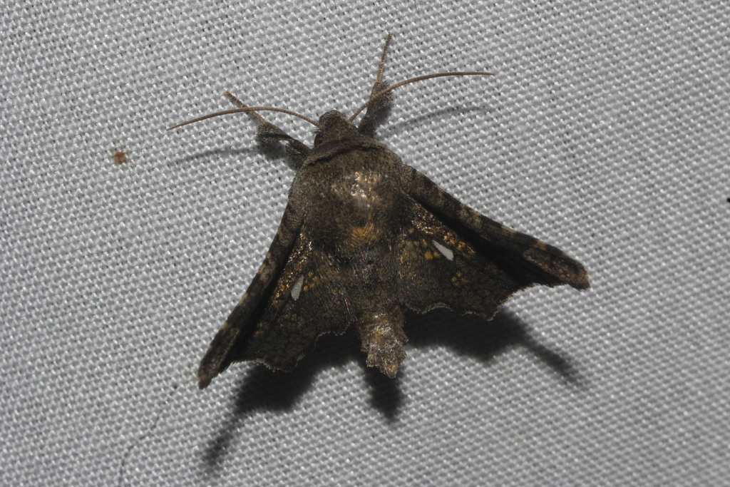 Netted Dysodia Moth