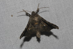 Dysodia granulata