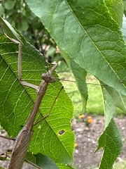 Archimantis