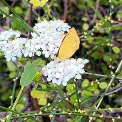 Lycaena 'canterbury common copper'