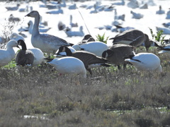 Branta hutchinsii leucopareia