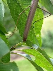 Archimantis