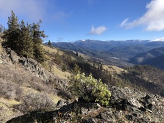 Arctostaphylos viscida